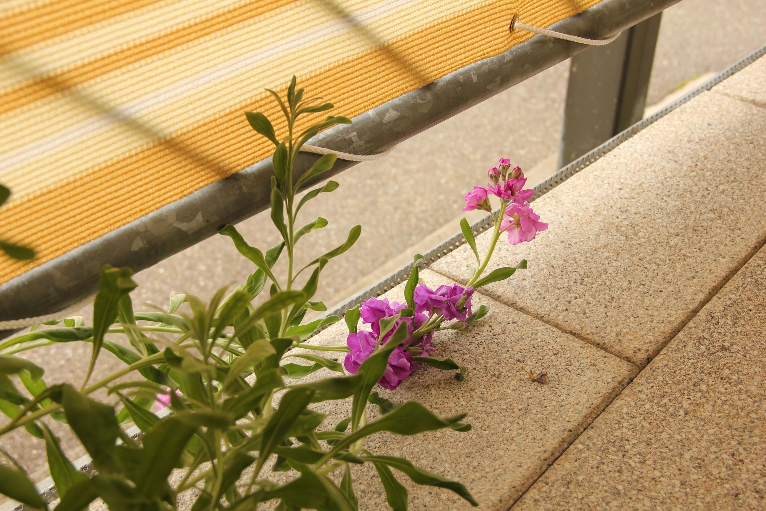 Rätselblume