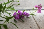 Rätselblume