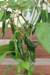 Peperoni