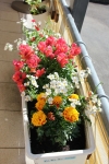 Blumen auf dem Balkon