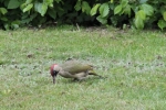 Grünspecht im Garten