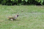 Grünspecht im Garten